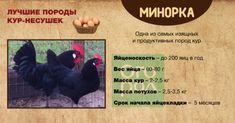Московская черная - мясо-яичная порода кур. Характеристики, описание, особенности разведения и выращивания, инкубация
