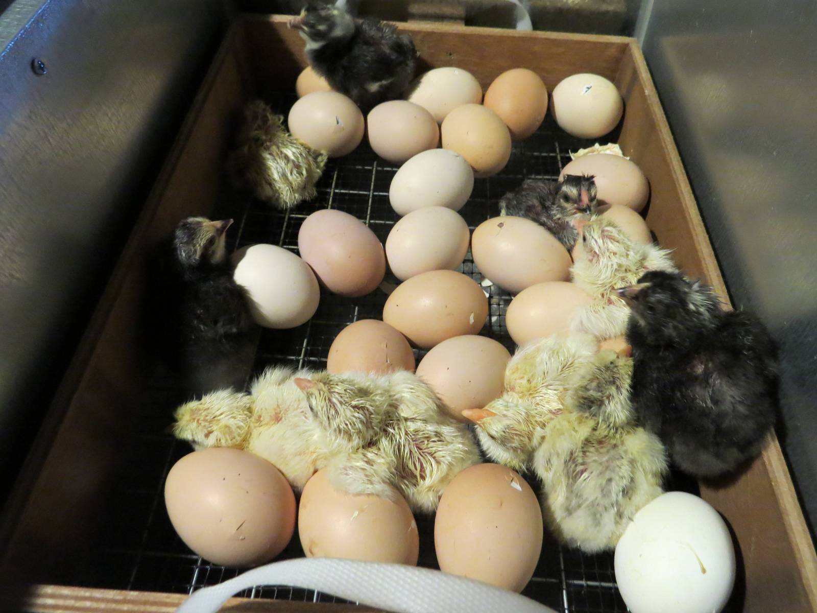 Инкубация яиц домашней птицы, как бизнес в деревне
