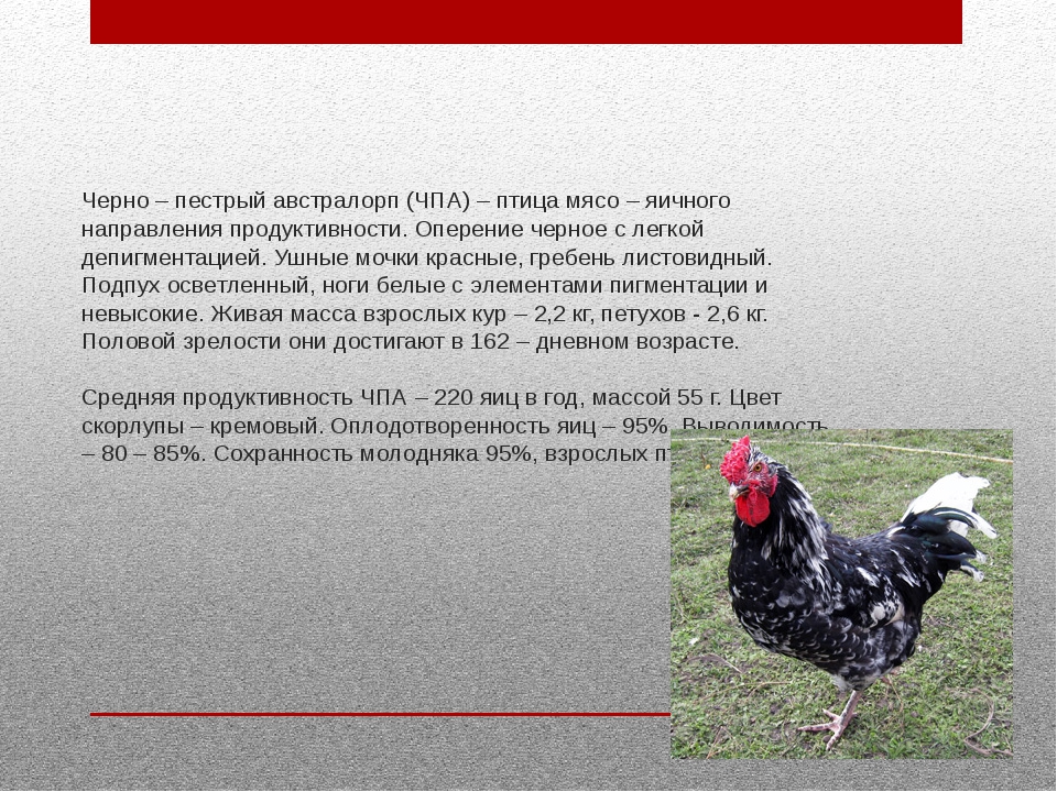 Бакей - мясо-яичная порода кур. Описание, характеристика, выращивание, кормление и инкубация