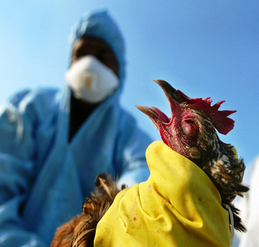 Птичий грипп h5n1 что это такое и чем опасен для домашних кур