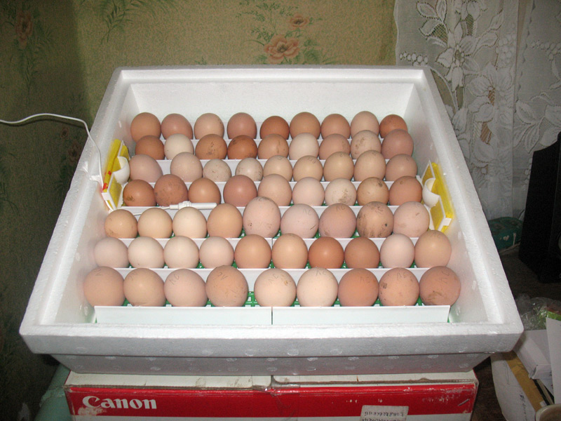 Какие яйца закладывать в инкубатор для хорошего выхода птицы и как это правильно сделать?