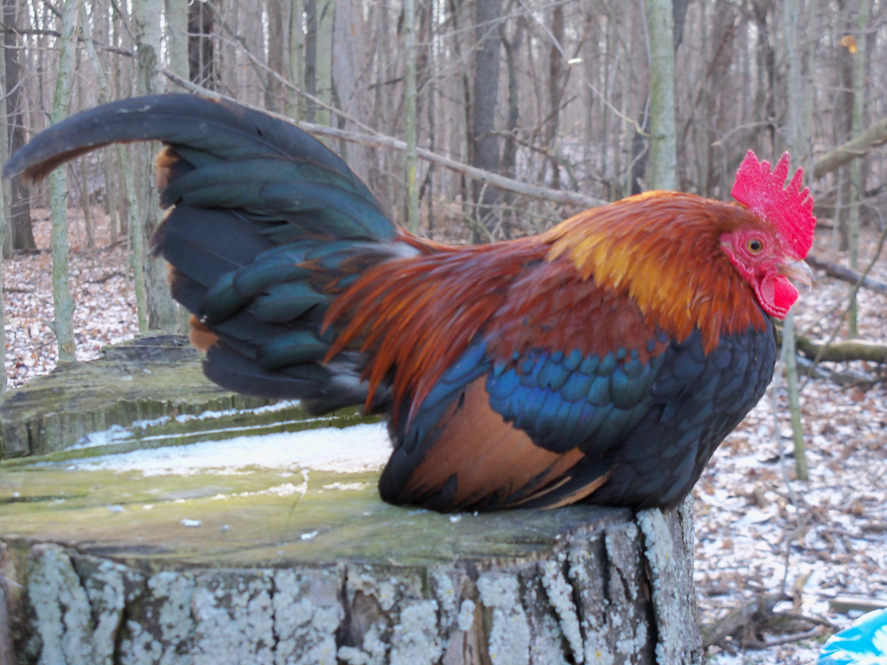 Красношапочная порода кур – описание с фото и видео