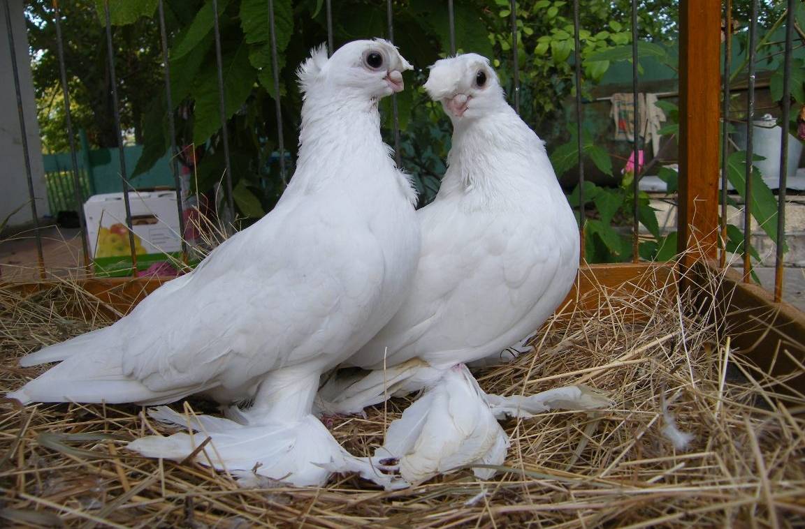 Разведение и уход за голубями породы Павлин