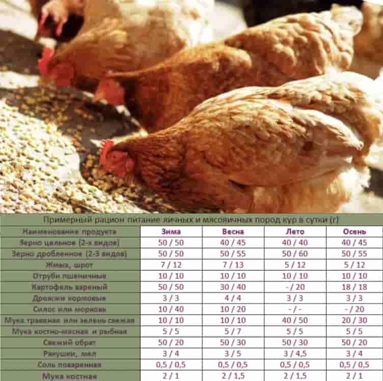 Самые большие курицы в мире: очень крупные породы, их содержание, кормление, болезни