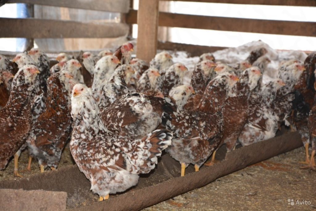 Ливенская порода кур – ситцевая, описание, фото и видео