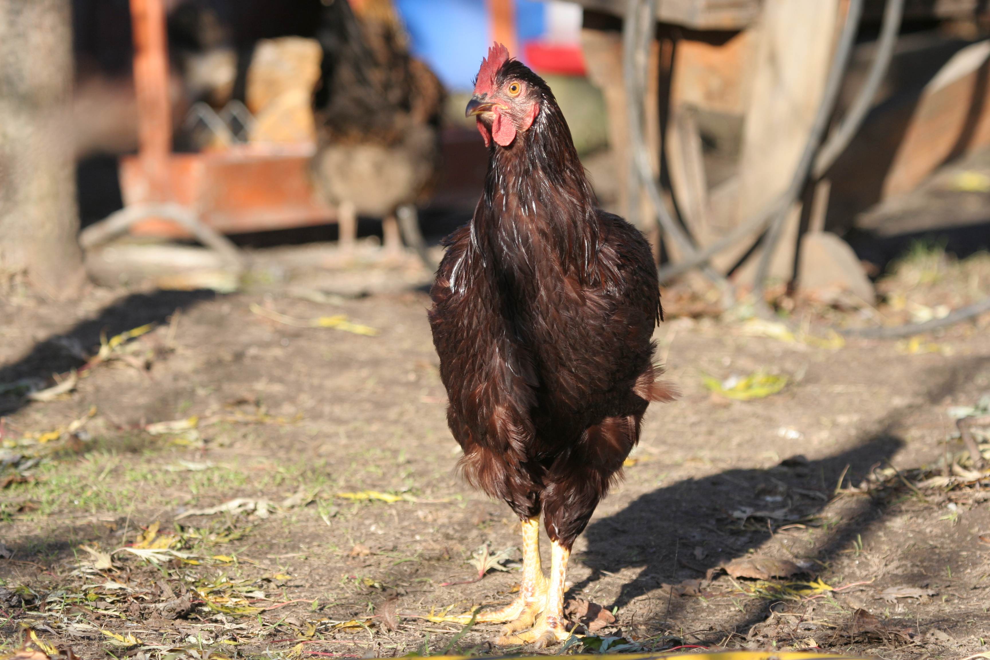 Род Айленд порода кур – описание П 11, фото и видео
