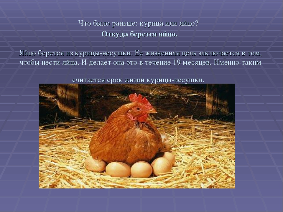 Двойное яйцо у курицы: что это за явление и можно ли его предотвратить?