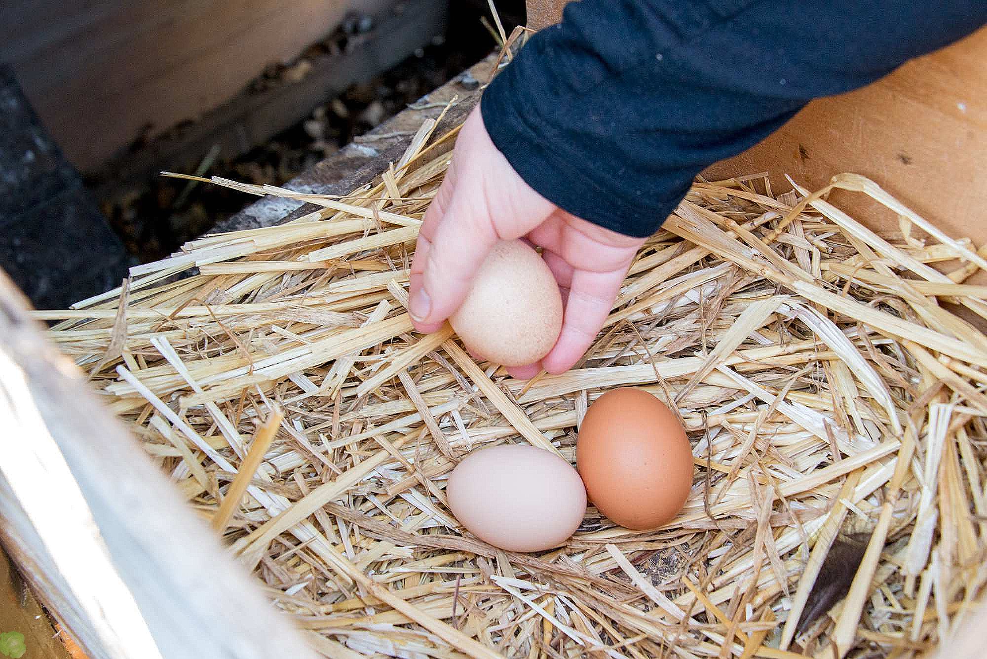 Курица села высиживать яйца зимой, что делать?