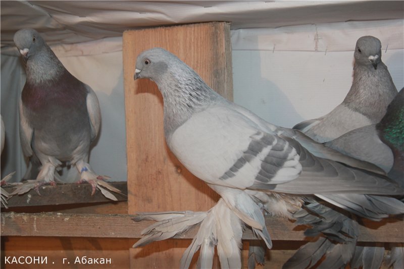 Преимущества разведения бойных голубей породы Касаны