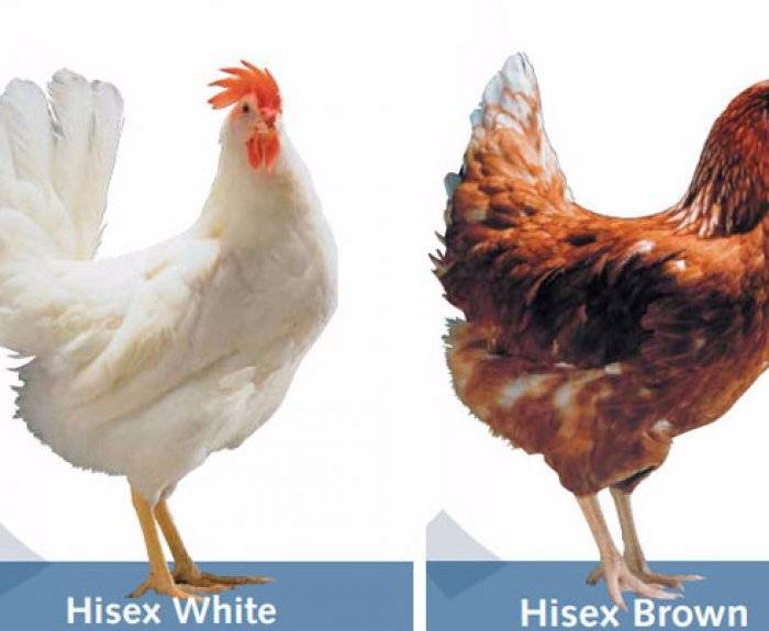 Хайсекс порода кур – описание, фото и видео