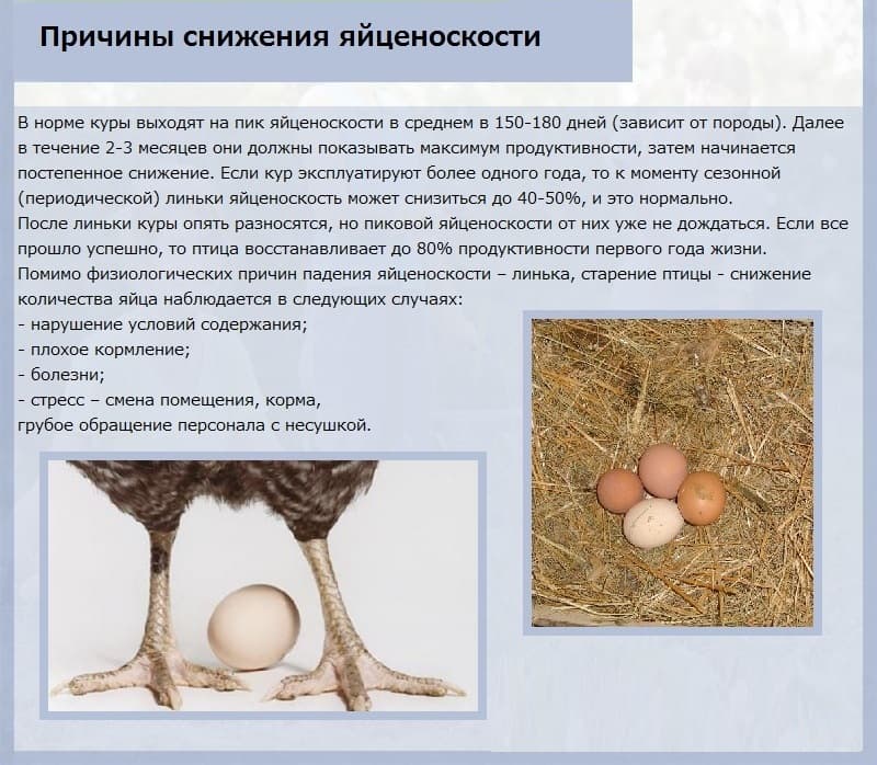 Яэрхюнс - яичная порода кур. Описание, характеристика, выращивание и уход, кормление, инкубация