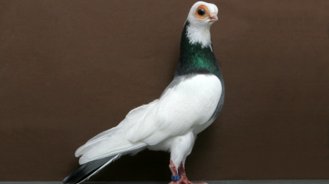 Русские породы голубей: происхождение, характерные особенности