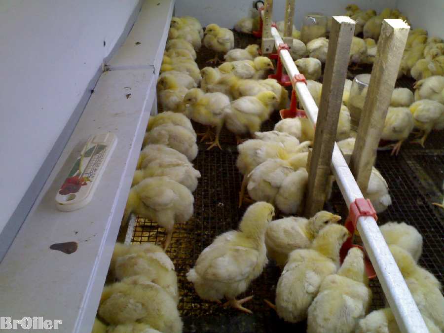 Выращивание бройлерных цыплят на мясо