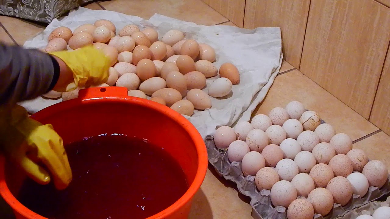 Мыть инкубационные яйца или нет? Как правильно дезинфицировать?