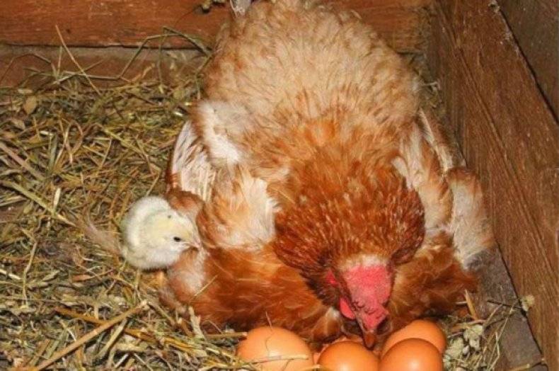 Курица наседка — вывод цыплят в домашних условиях