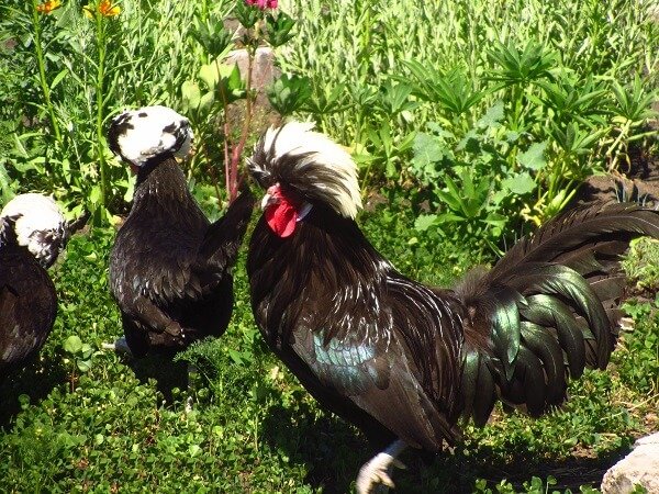 Голландская Белохохлая порода кур – описание хохлатой, фото и видео