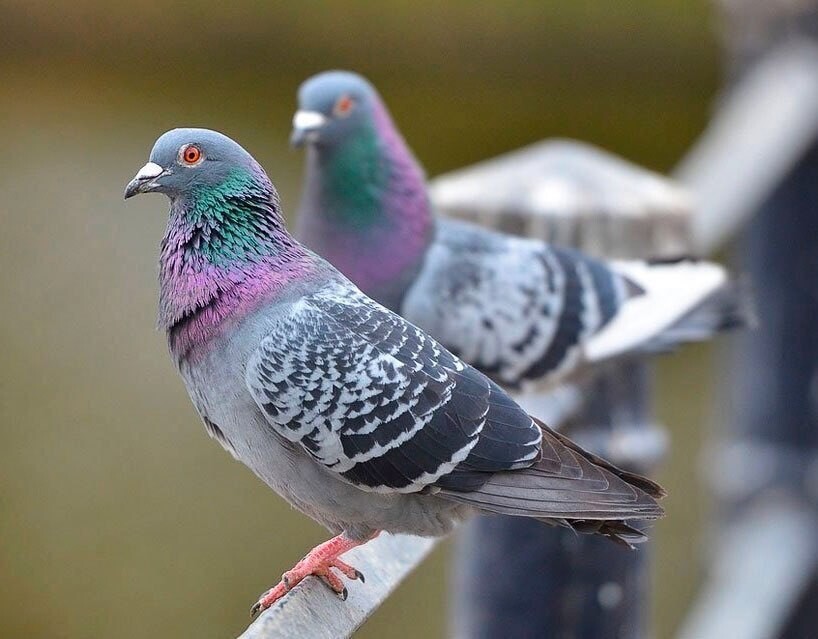 Какие птицы больше всего похожи на голубя и как их отличить