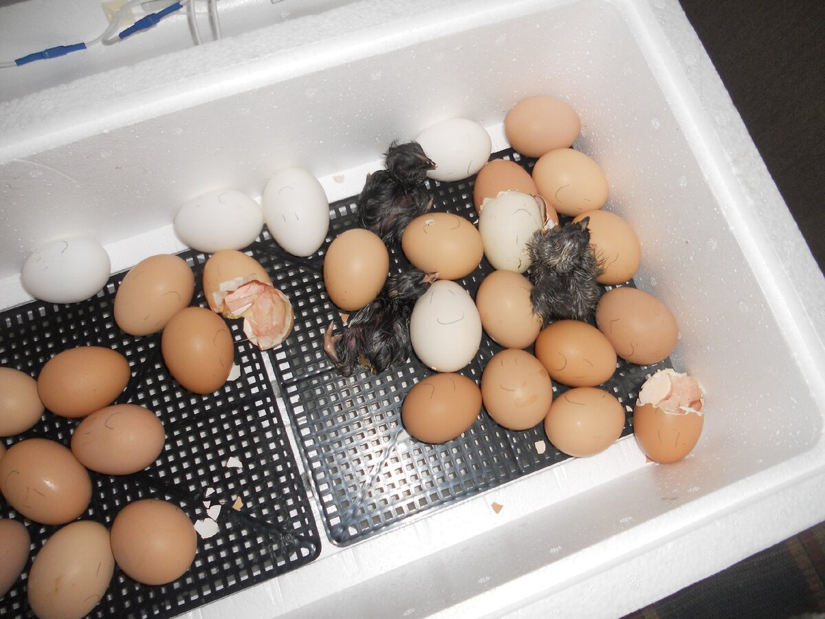 Вывод цыплят в инкубаторе в домашних условиях