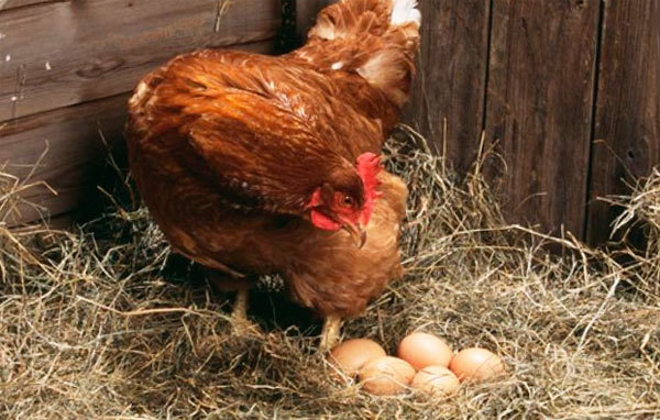 Как увеличить яйценоскость куриц в зимнее время