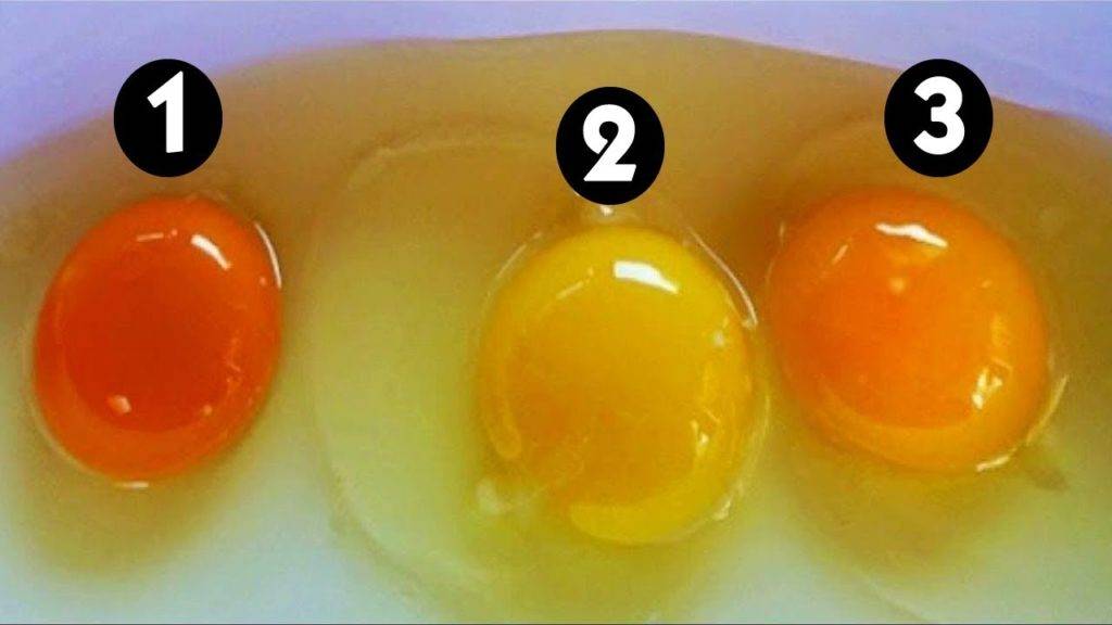 Цветные яйца – цвет скорлупы и цвет желтка влияет на вкус?