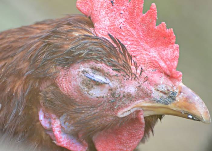 Тепловой удар у кур – что делать, если курица перегрелась?