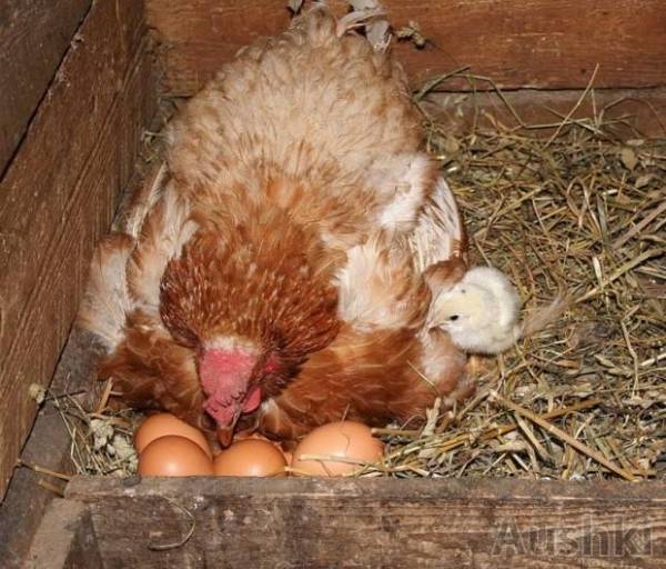 Сколько дней курица высиживает яйца и как отучить ее от этого