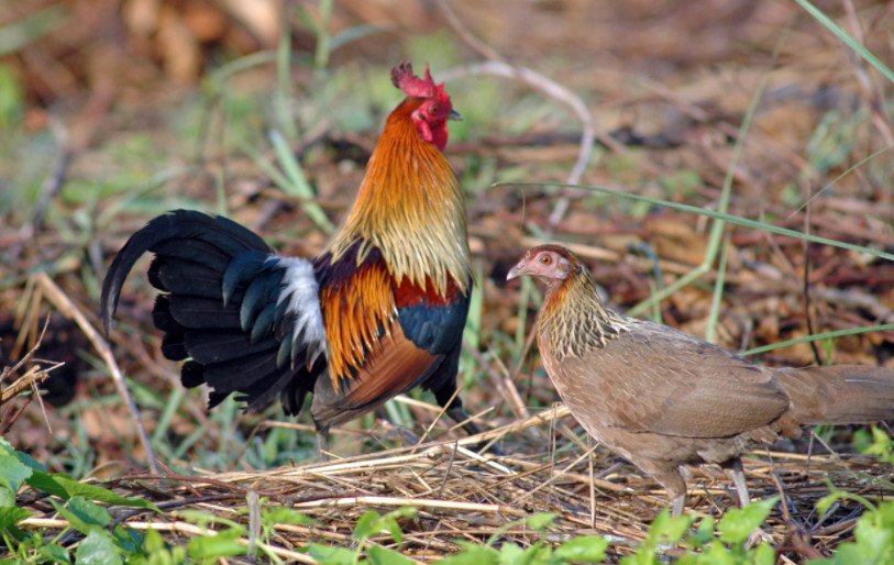 Дикие курицы: банкивская джунглевая, цейлонская, зеленая, серая и их характеристики
