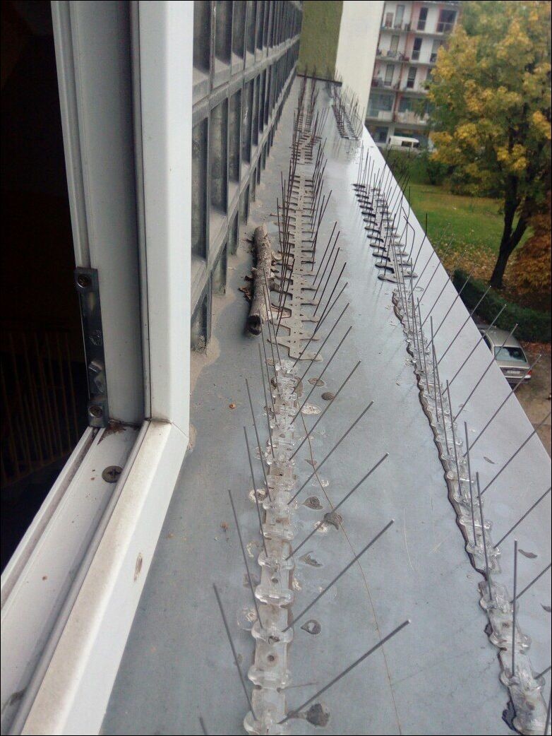 Как отвадить голубей от балкона – несколько способов