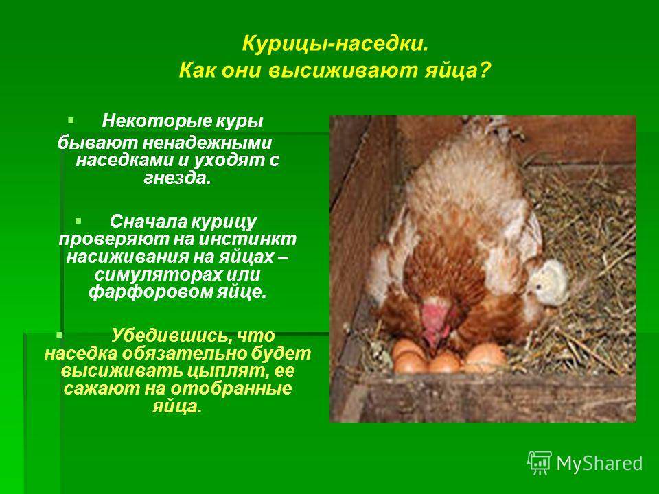 Как определить, курица села высиживать цыплят или заболела?