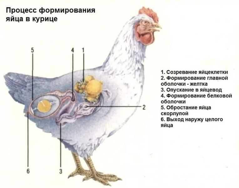 Характеристики лучших пород куриц, несущих яйца