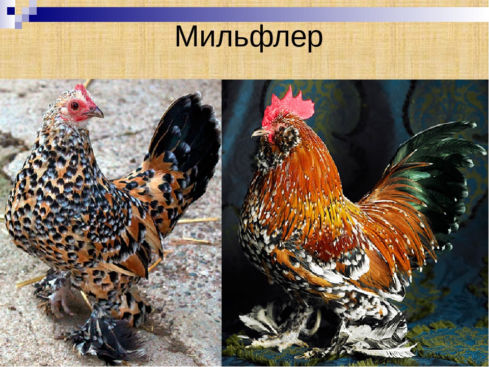 Мильфлер порода кур – описание, содержание, фото и видео