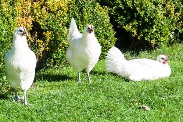Рамельслоэр - мясо-яичная порода кур. Описание, характеристика, особенности выращивания и ухода