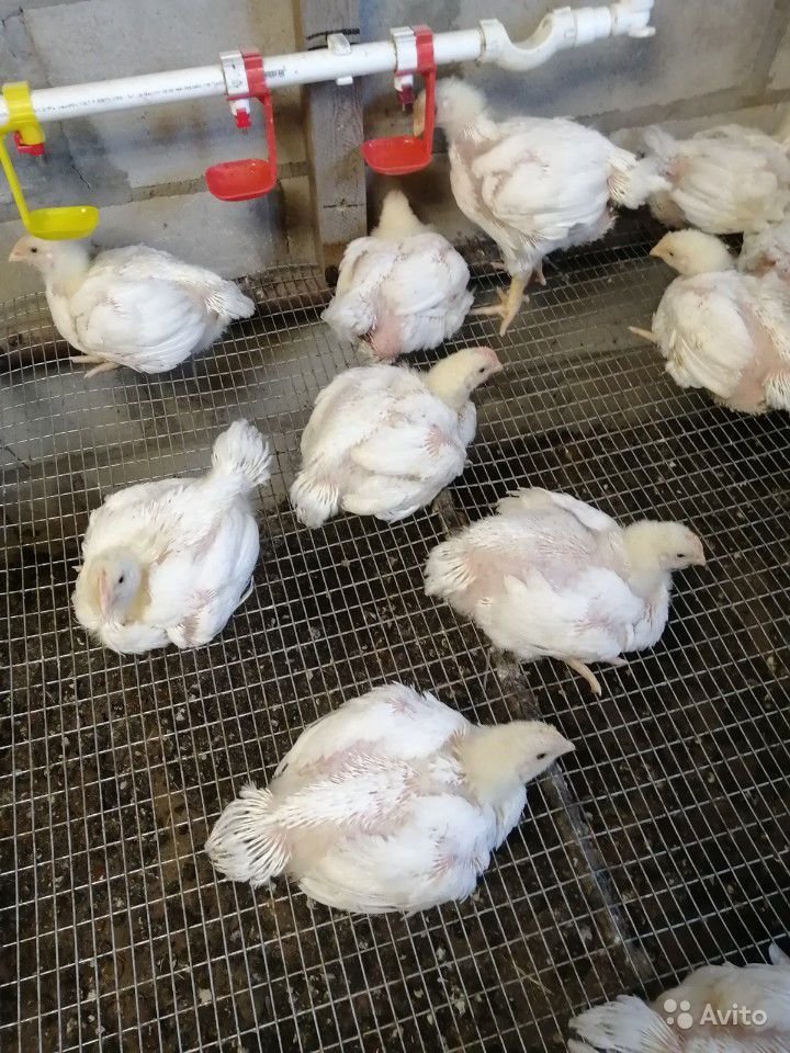 Как отличить цыплят бройлеров от молодняка обычных кур? Различия по окрасу, весу, половым признакам
