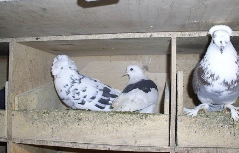 Конструируем гнездо для голубей