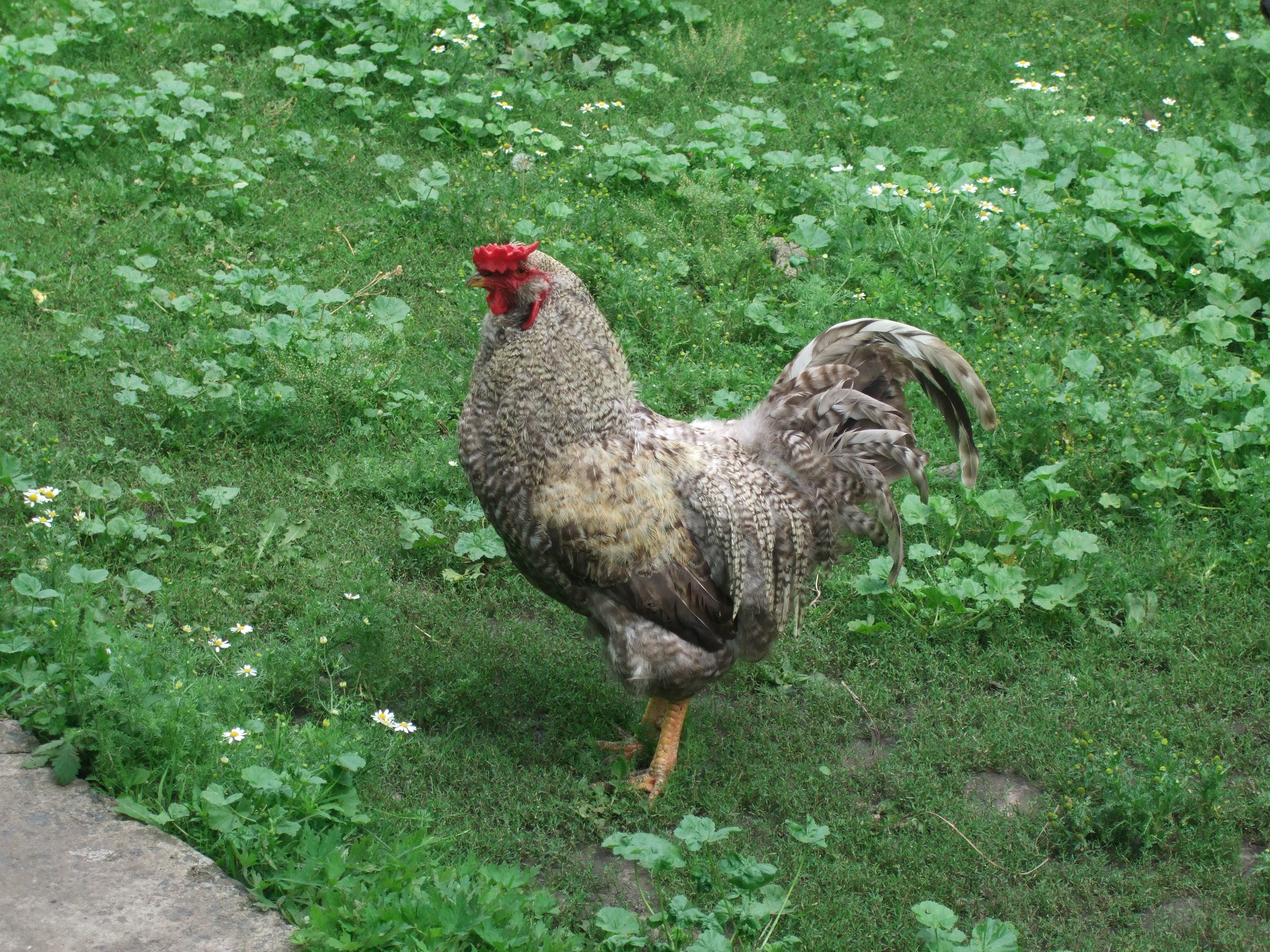 Кура ушанка. Ушанка лохмоногая. Украинская ушанка порода кур. Ушанка лохмоногая порода кур. Курица украинская ушанка.
