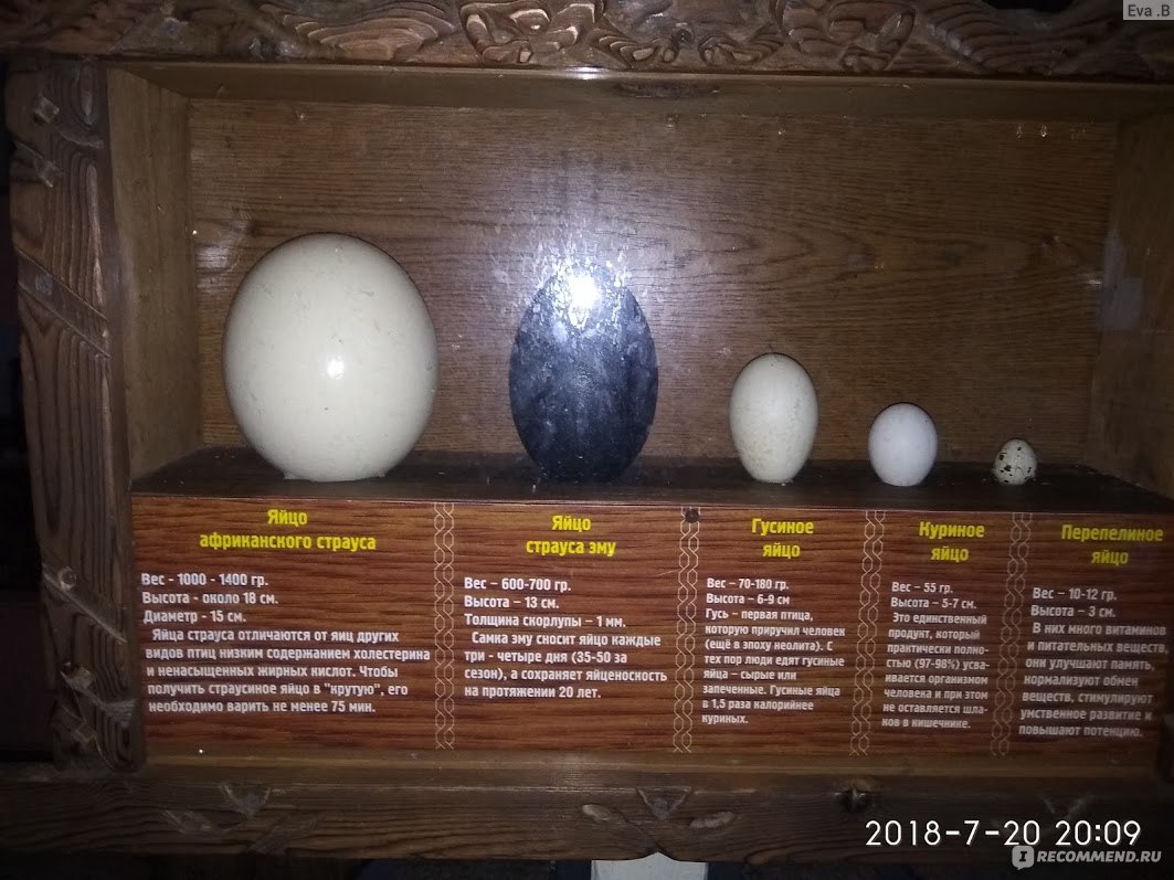 Яйца страусов – сколько они весят, как долго варятся, сколько яиц несет птица