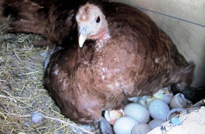 Когда цесарки начинают нести яйца и какой нормальный режим инкубации
