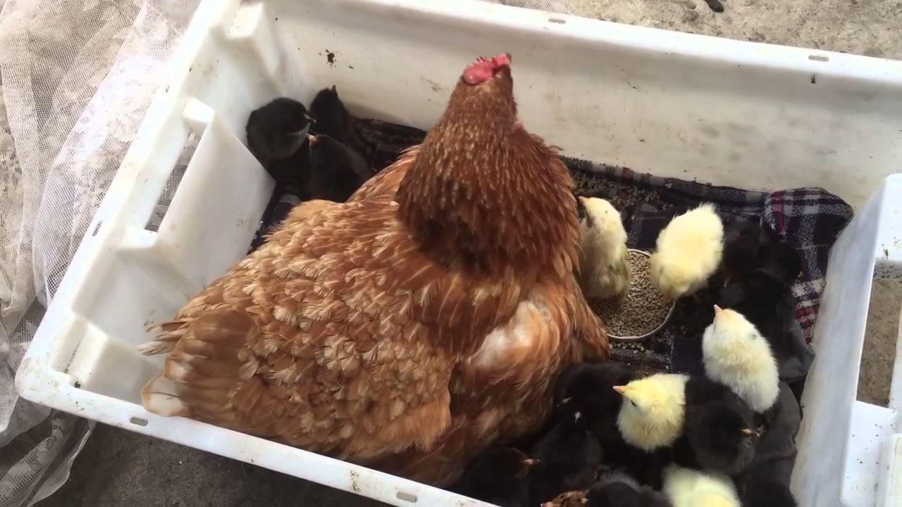 Естественное выведение цыплят под наседкой