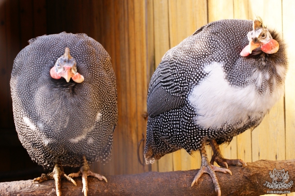 Вес цесарки в зависимости от пола и породы птицы