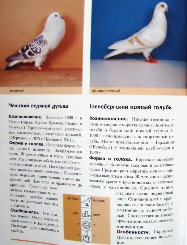 Обзор лучших пород почтовых голубей и принцип работы голубиной почты