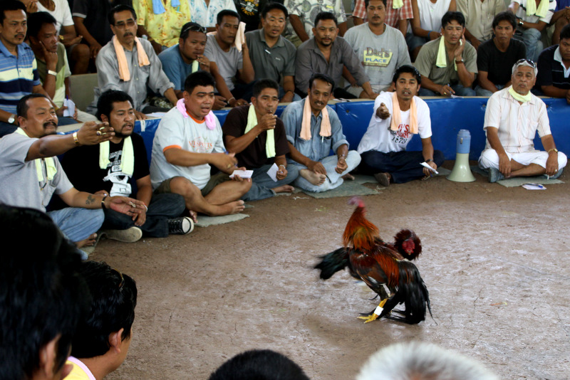 Мадагаскарская - бойцовая порода кур. Описание, содержание и уход, разведение, кормление, отзывы