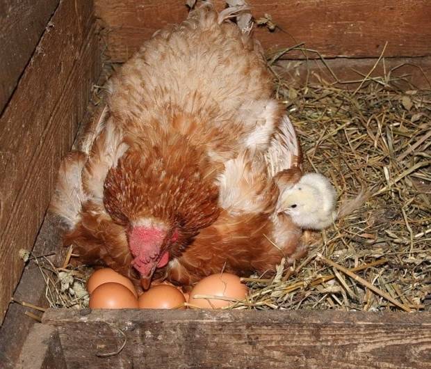 Сколько яиц можно подложить под курицу наседку для выведения цыплят?