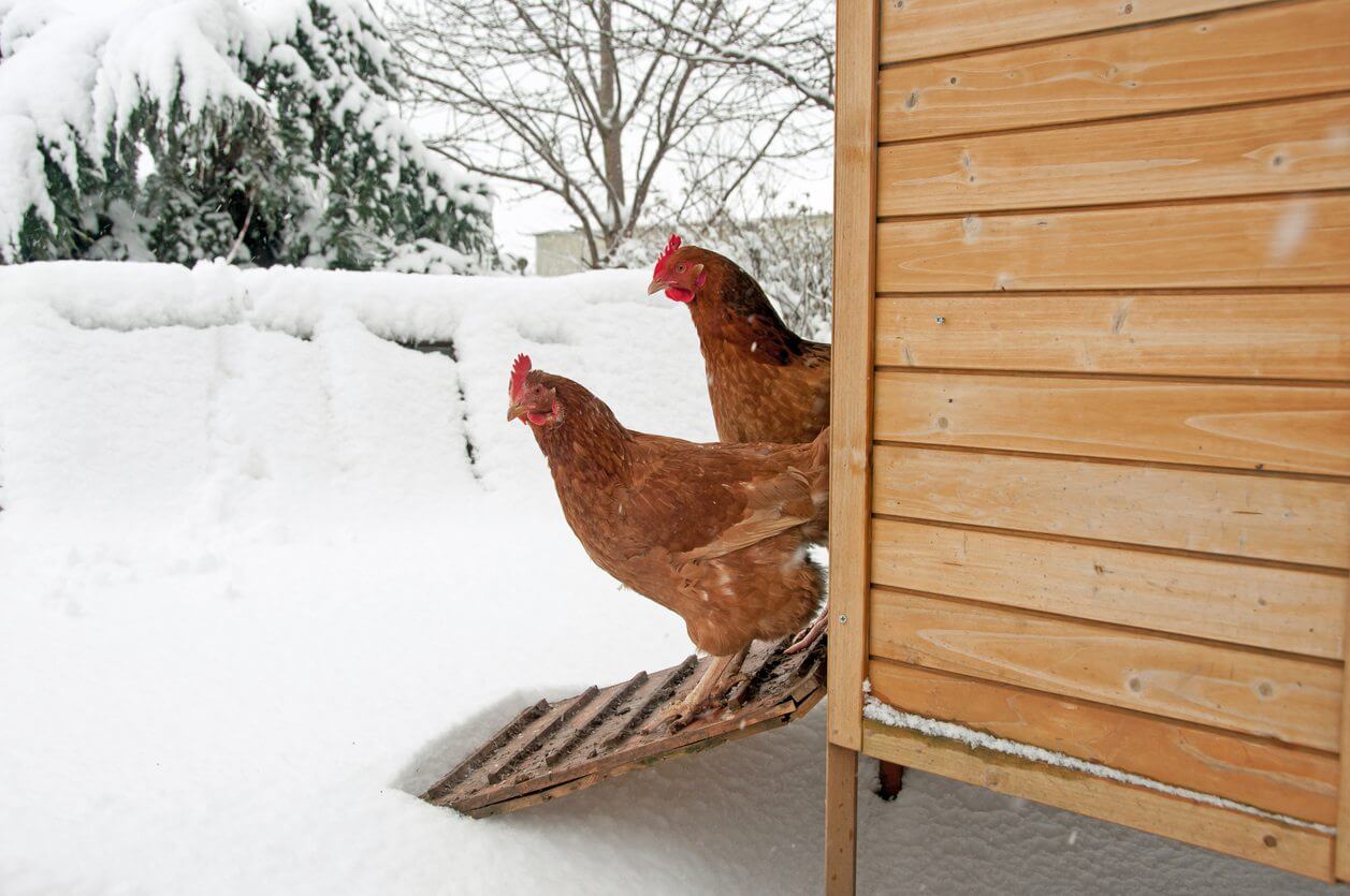 Условия содержания куриц зимой и летом, что правильно?