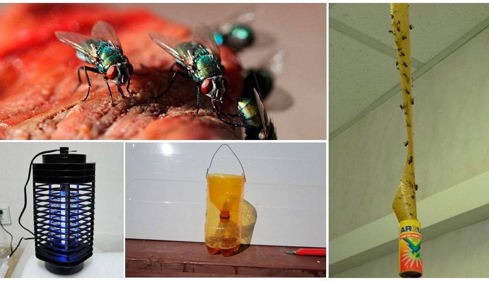 Как избавиться от мух в курятнике: чем они опасны для птиц? Лучшие препараты и народные методы