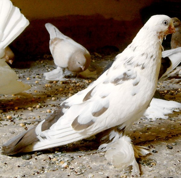 Особенности бойных голубей и описание их видов