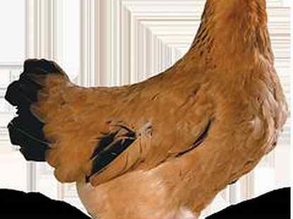 Сассо порода кур – описание, фото и видео цветного бройлера