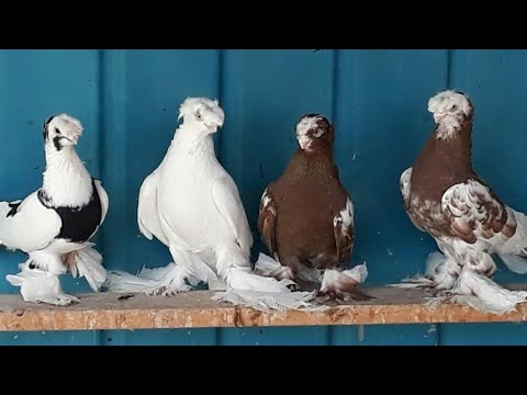 Обзор породы Узбекских голубей с фото и видео