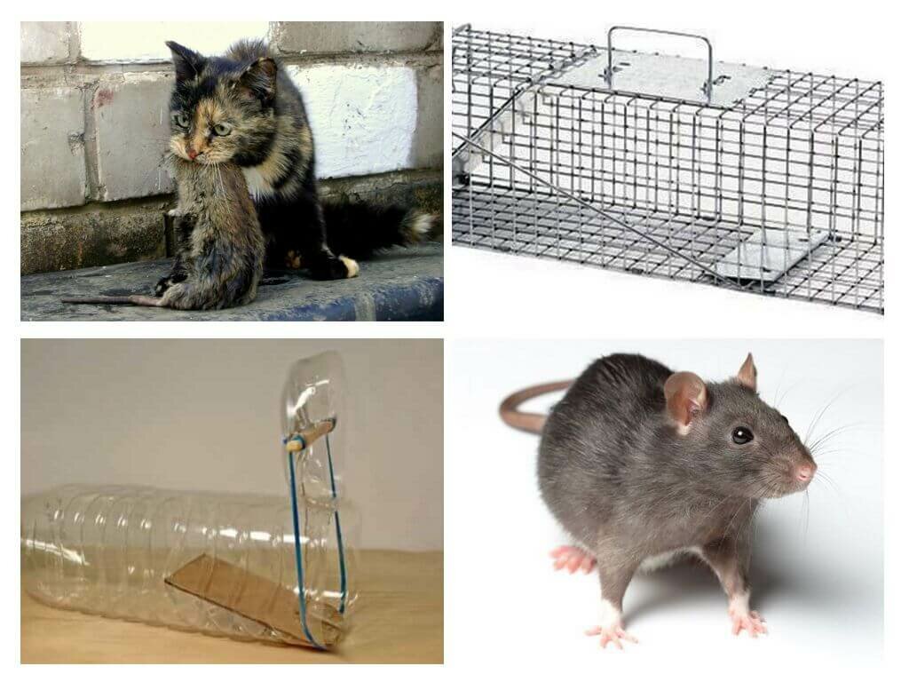 Как избавиться от крыс в курятнике, доме или квартире