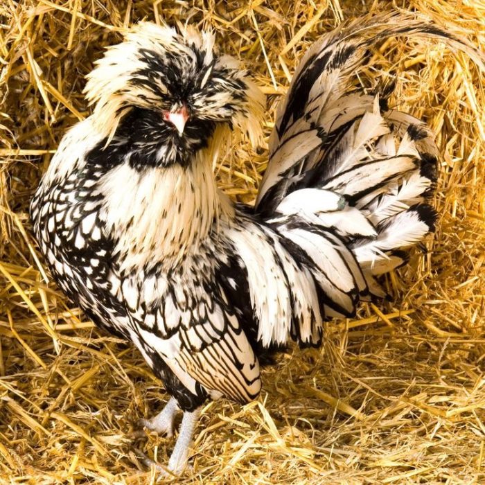 Курчавые - декоративная порода кур. Описание, выращивание и уход, кормление, инкубация