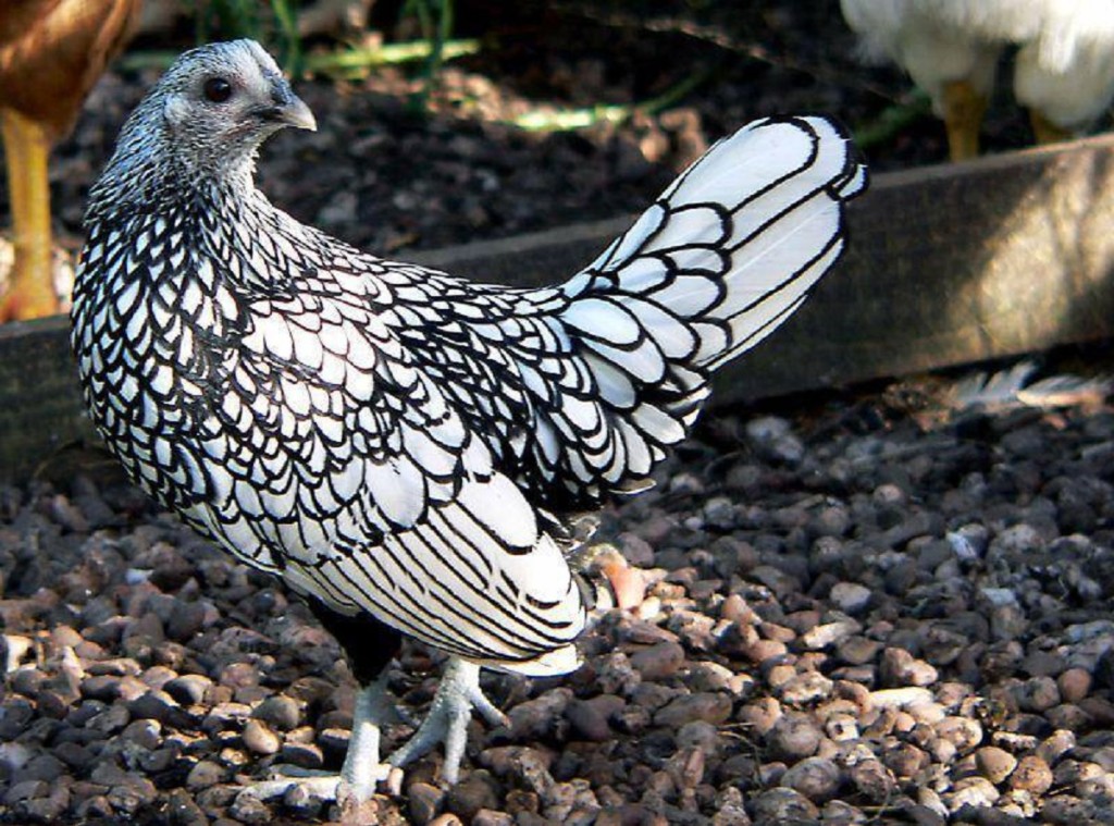 Сицилийский Баттеркап - декоративная порода кур. Описание, выращивание и разведение, кормление, инкубация